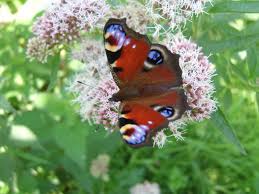 Magical Butterfly On The Valerian Flowers In My Garden Cornwall Uk Flowers Nature Flowers Small Pictures