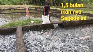 Budidaya Ikan Nila Di Kolam Air Deras Youtube