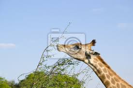 Numele ei provine din arabă și înseamnă cea mai înaltă dintre toate. Girafa Comendo Fototapete Fototapeten Unwirtlich Lange Pflanzenfresser Myloview De
