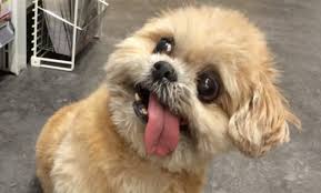 Can Dogs Have Down Syndrome Pets Nurturing