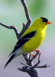 Birds Of Western Washington State Pin On Washington