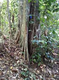 Image result for Platysepalum