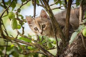 Notes that cats likely find their way home through accessing an innate homing ability, memory functions, and sensory abilities. Strays And Ferals The History Of The Cat Cats Guide Omlet Us