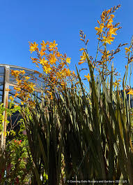 Image result for Crocosmia