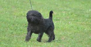 Breeders prefer the darker, richer colors and many light colorations are not the long haired variety disqualifies them from being registered with the akc, so they are not allowed to compete in any dog shows. Who S Who Of The Small Dog Breeds Petfinder