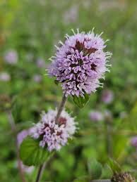 Image result for Mentha aquatica