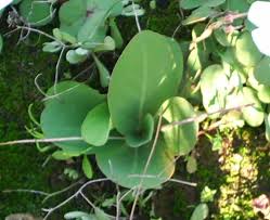 Image result for Oxalis semiloba