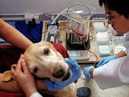 Nus To Offer Three New Degrees In 2018, Including A First In Veterinary  Medicine - Today
