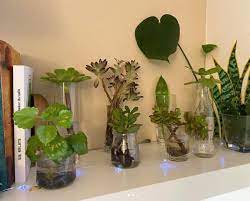 We did not find results for: Ideas Para Decorar Tu Casa Con Suculentas En Agua Panorama