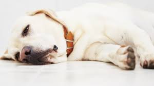 Erbrechen Beim Hund Ursachen Und Behandlung