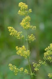 Image result for Galium verum