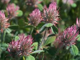 Image result for Trifolium