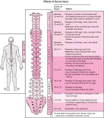 Overview Of Spinal Cord Disorders Brain Spinal Cord And