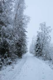 Print them for your kids, your class or … Snow Covered Tree Pictures Download Free Images On Unsplash