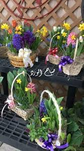 صباح الخير لـ أهل الخير دايما واللي يتعمدون يزرع ون مكان الجرح ورد و ابتسم وخليها على الله كل خير جاي في أوانه صباح الثقة في الله عز plants