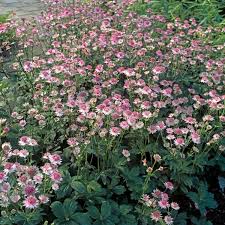 Image result for Astrantia major `Roma`