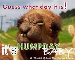 Happier than a camel on wednesday. Hump Day Camel Home Facebook