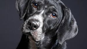 So this dog breeder bred their dog until it actually died. Save A Dog To Host Pop Up Sale