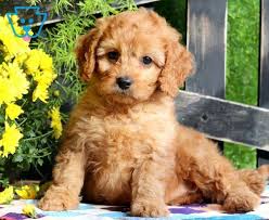 Cavapoo puppies can take on the physical attributes of either cavalier king charles spaniels or poodles, and it's hard to predict which breed they'll take after more. Ashley Cavapoo Puppy For Sale Keystone Puppies Cavapoo Puppies Cavapoo Puppies For Sale Toy Poodle Puppies