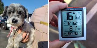 Dog ramona humane society photos. Small Dog Rescued From Car Where Temperature Reached 131 Degrees In San Jacinto Owner Arrested Ktla