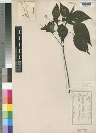 Image result for Isoglossa