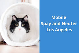 The average lifespan of spayed and neutered cats and dogs is demonstrably longer than the lifespan of those not. Mobile Spay And Neuter Los Angeles Blog
