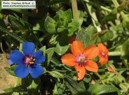 Image result for Lysimachia arvensis