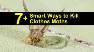 The key is to do so abruptly. 7 Smart Ways To Kill Clothes Moths