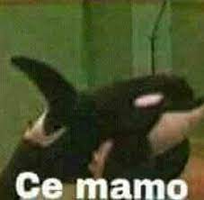 C Mamo Home Facebook
