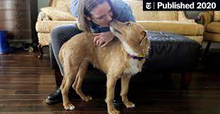 Maybe you would like to learn more about one of these? Cats And Dogs Up For Adoption Are Finding Homes With Quarantined Americans The New York Times
