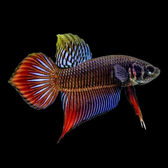 Spade & Round Tail Betta - Planted Tank Mates