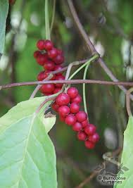 It is important to water it regularly. Schisandra Chinensis From Burncoose Nurseries