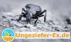 Kafer Im Haus Anti Vermin Ratgeber Ungeziefer Ex De