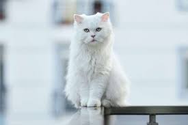 보호중인 파양동물들을 상시로 공고하고 있습니다. í„°í‚¤ì‰¬ì•™ê³ ë¼ Turkish Angora