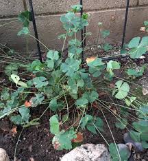 Image result for Marsilea vera