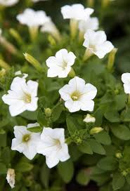 Image result for Petunia axillaris