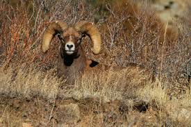 Often times the largest of the bighorn sheep, the males, called rams, spend time together with other males. Bighorn Sheep Clear Creek County Tourism Bureau