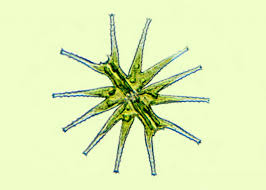 Image result for Micractis