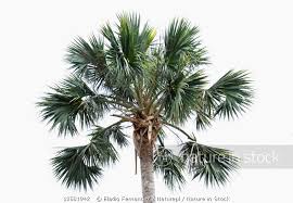 Image result for Sabal domingensis