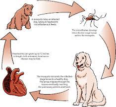 What are the signs that your dog has heart worm? Heartworm Disease In Dogs Dog Owners Merck Veterinary Manual