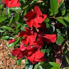 You can overwinter the flowering vine indoors, but note that it is poisonous if it's ingested, so keep it away from pets and little ones. Mandevilla Vine Plant How To Grow And Care For Beginners Florgeous