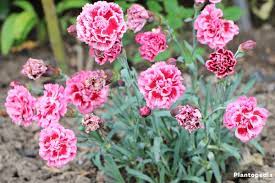 Dianthus Flowers How To Grow And Care Dianthus Plants Plantopedia