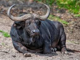 Buffalo The Biggest Animals Kingdom Big Animals African Buffalo Water Buffalo