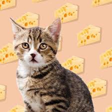 What about human food for cats? Can Cats Eat Potatoes Daily Paws