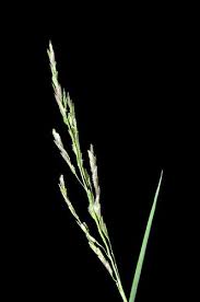 Image result for Leersia hexandra