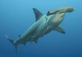La longitud de los tiburones martillo comprende entre 0.9 y 6 metros, mientras que el peso oscila entre los 3 y los 580 kilogramos. Tiburon Martillo Festoneado C El Mas Grande Informacion Y Fotos