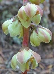 Image result for Alectra picta