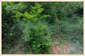 Image result for Huberantha