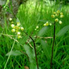 Image result for Eschenbachia stricta