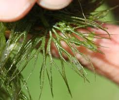 Image result for Ceratophyllum submersum